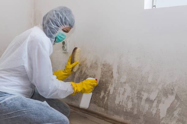 Beulah, ND Mold Inspection, Removal & Remediation Company